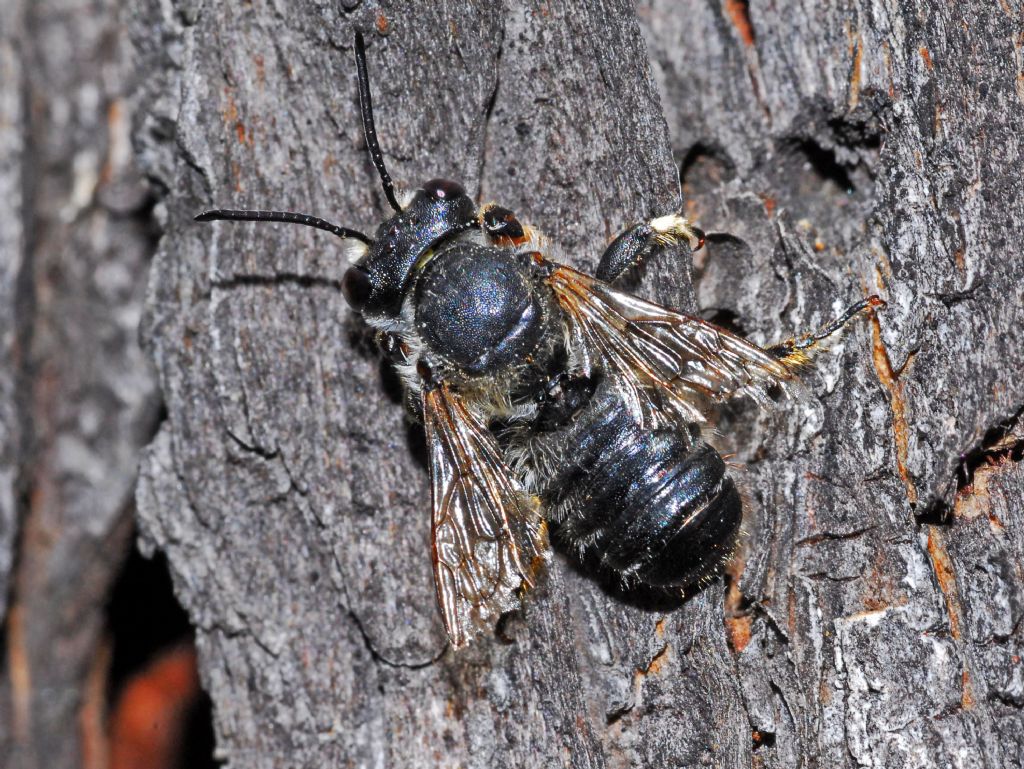 Grosso e nero: Megachile cfr. sculpturalis (Apidae Megachiinae)